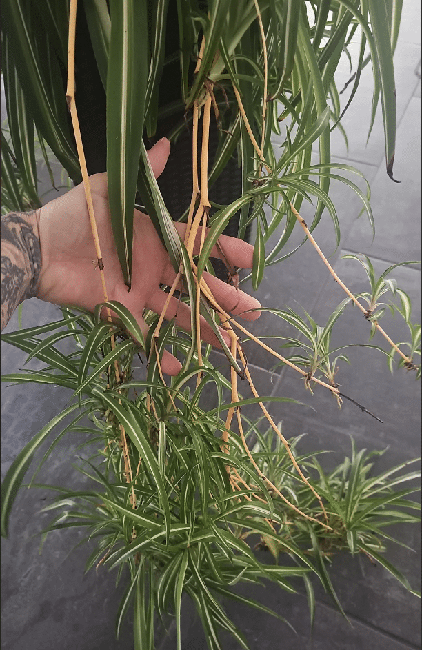 Yellow dry stems of spider plant